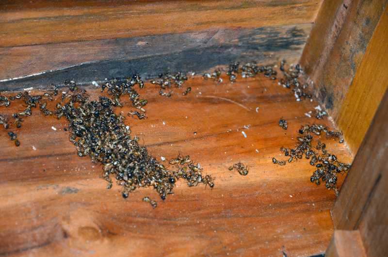 Причины появления муравьёв в частном доме и как от них избавиться
