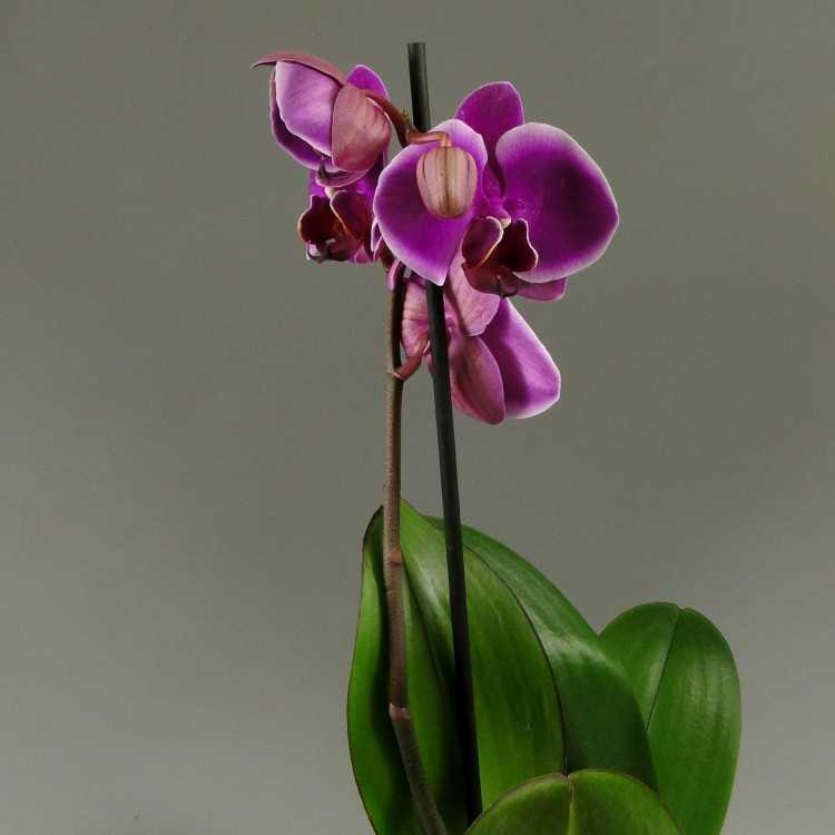 Уход за орхидеями в домашних условиях: всё об орхидеях