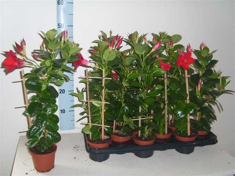 Дипладения (52 фото): уход за цветком мандевилла в домашних условиях, правильное выращивание растения зимой и размножение королевы комнатных лиан