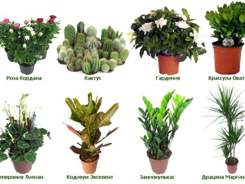 Наиболее популярные домашние нецветущие растения