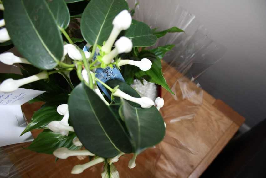 Стефанотис (stephanotis) – комнатные цветы