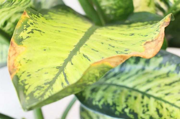 Хлороз (пожелтение листьев): причины, диагностика, лечение | good-tips.pro