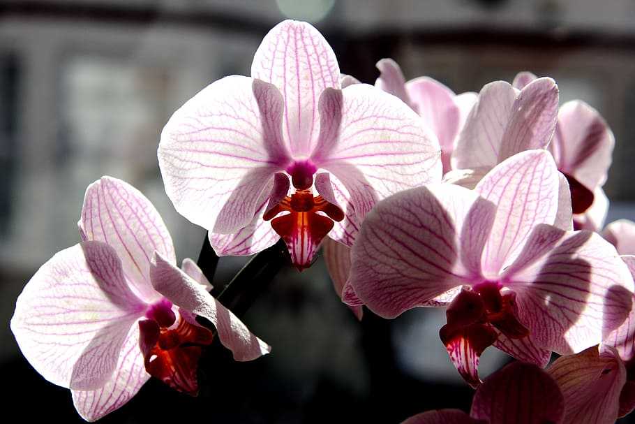 Ваша орхидея выпустила цветонос — как ухаживать за ней?