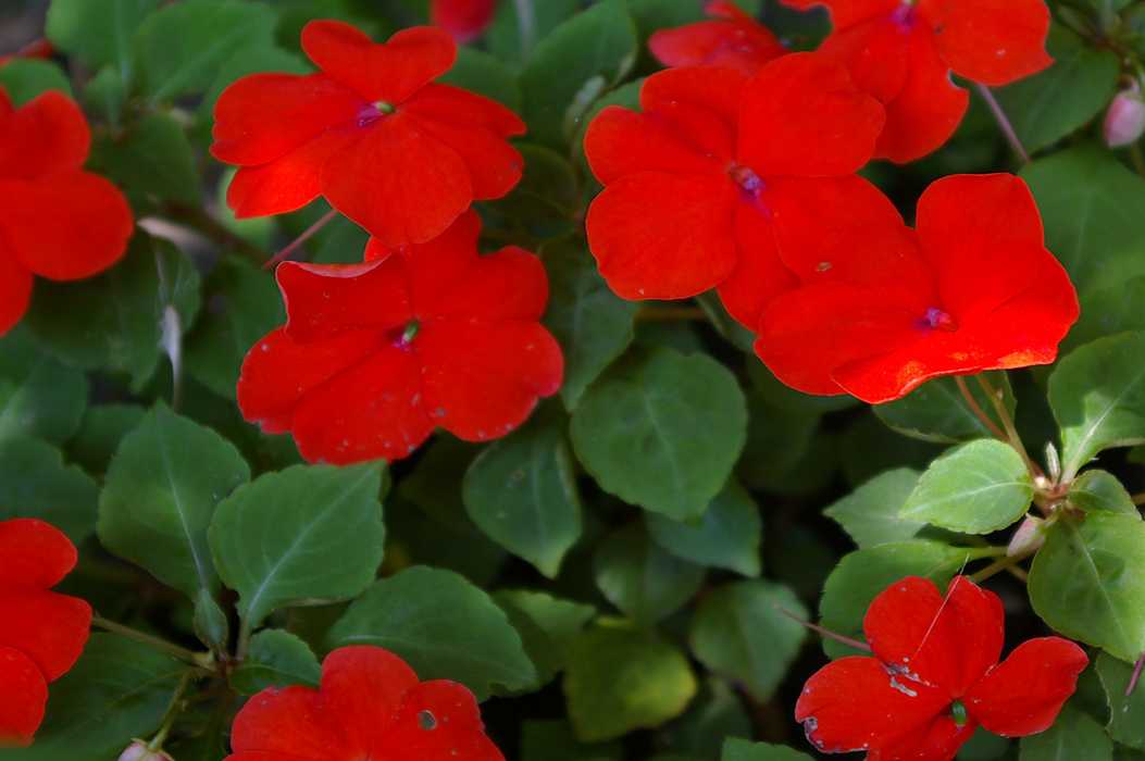 Домашние растения с красными цветами: фото и названия