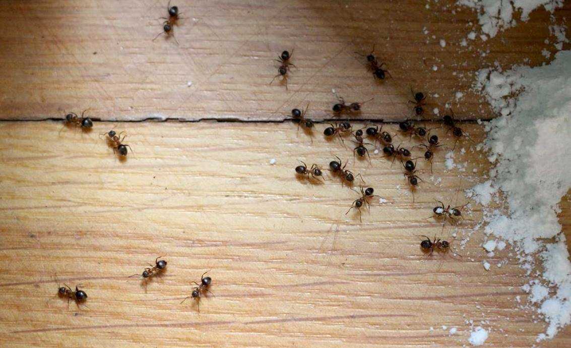 Как избавиться от муравьев в деревянном доме