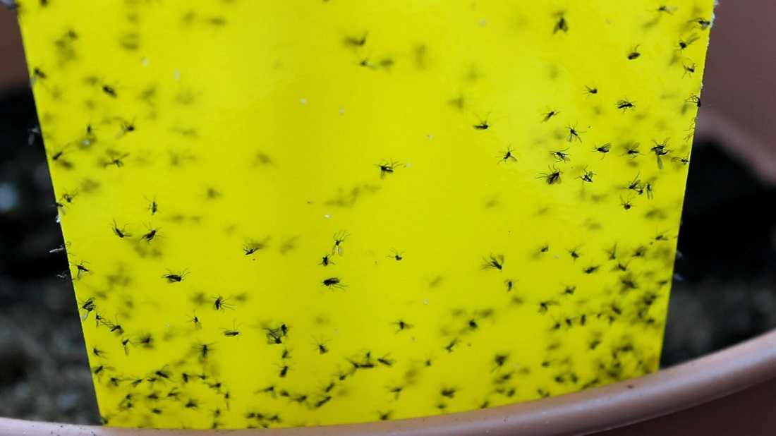 Как избавиться от мелких мошек на кухне и в доме, чтобы не нажить крупных проблем? откуда берутся насекомые?