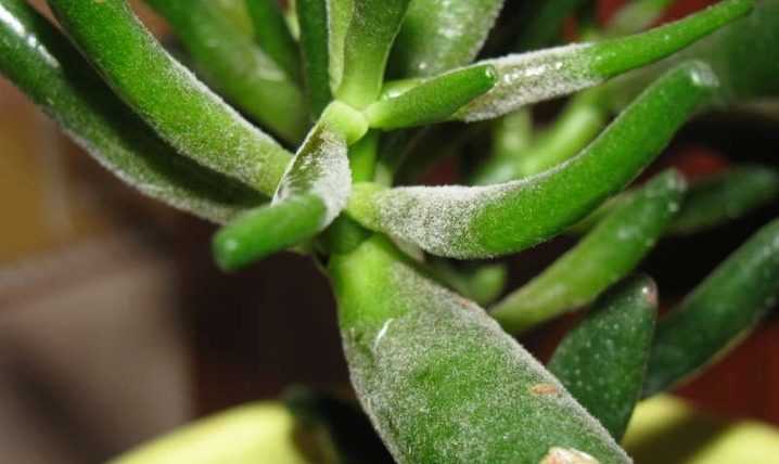 Сухие кончики у листьев комнатных растений: причины и способы борьбы