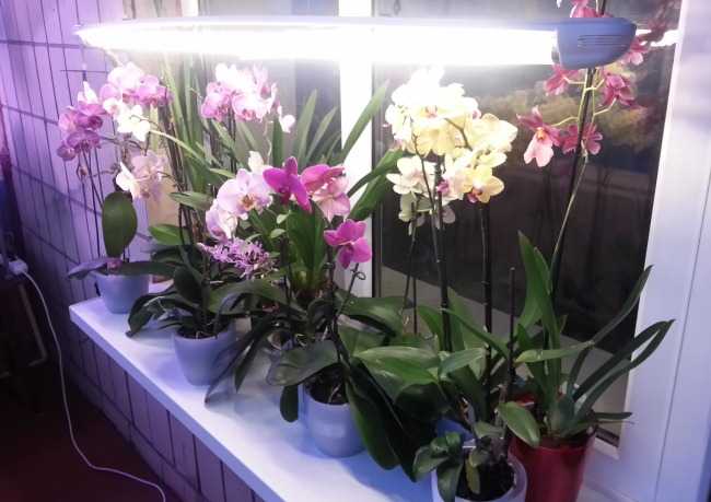 Орхидея в квартире: куда лучше поставить?