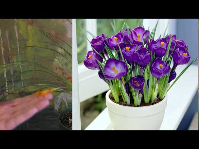 Как сохранить крокусы после цветения в комнатных условиях
