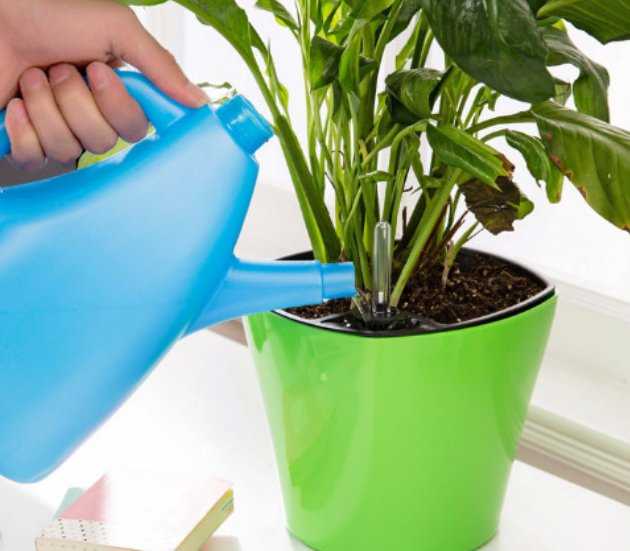 Перекись водорода для комнатных цветов: способы применения. как можно поливать домашние цветы? дозировка. как разводить? отзывы