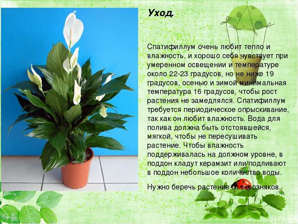 Спатифиллум «Купидо» – это растение, которое подойдет как для опытного садовода, так и для новичка. Что говорится в обзоре разновидностей подобного растения, таких как «Сильвер», «Перл», «Компакта» Как ухаживать за спатифиллумом в домашних условиях