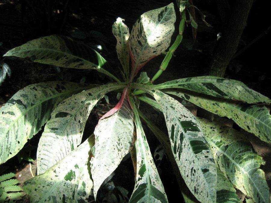Гоффмания - hoffmannia, размножение комнатного растения, посадка и уход, болезни гоффмании