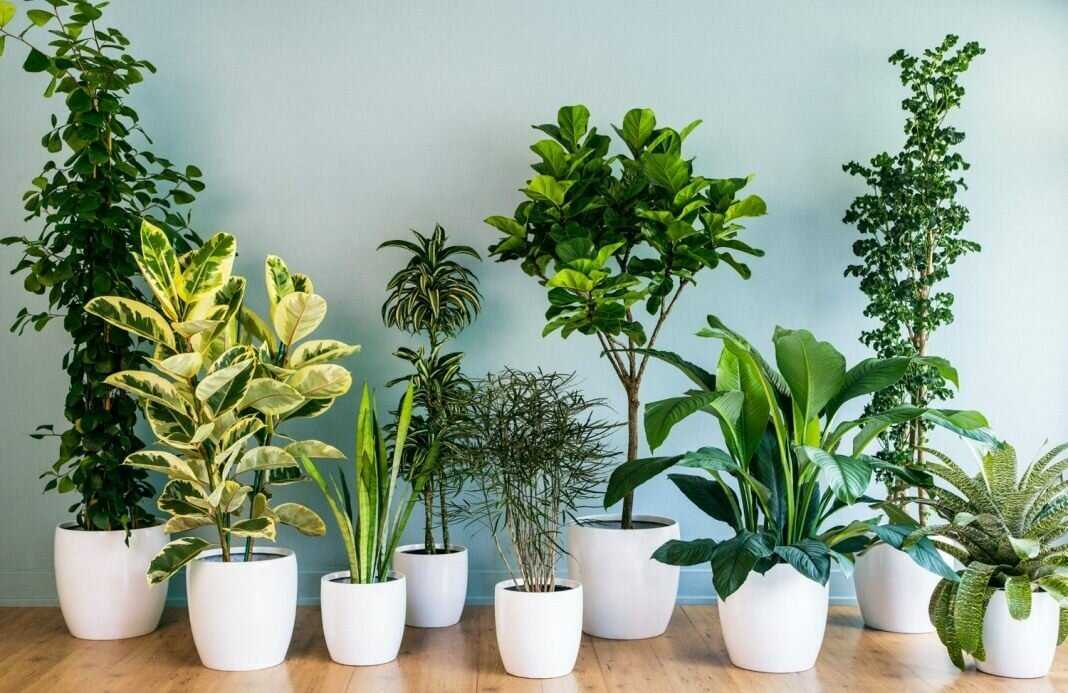 15 комнатных растений, улучшающих воздух в квартире