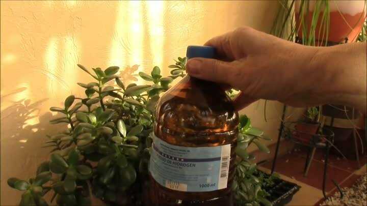 Перекись водорода для комнатных цветов: можно ли поливать, как удобрение