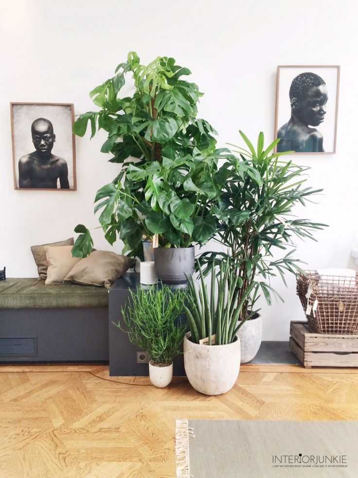 Самые неприхотливые комнатные цветы с фото цветущих растений для офиса и квартиры