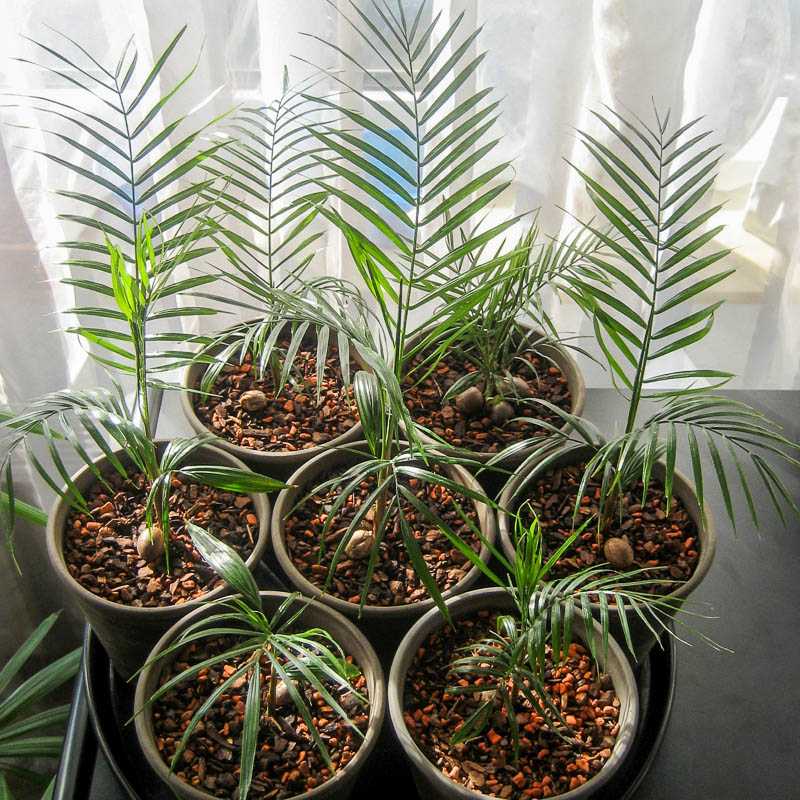 Что надо знать про комнатные пальмы и уход за ними Чем отличаются бетелевая и гавайская, винтовая и другие домашние растения, похожие на пальмы Как их размножать Как выглядят изящные примеры таких культур