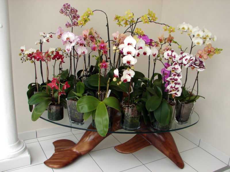 Какое освещение любят орхидеи: свет или тень, как относятся к прямым солнечным лучам, нужно ли солнце