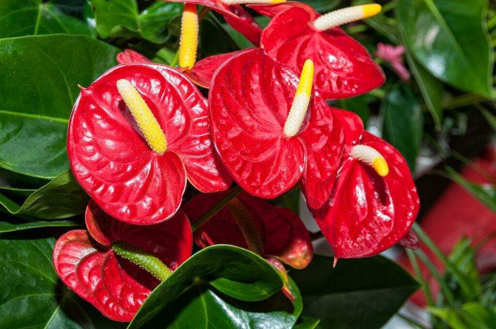 Популярные виды комнатных растений с красными цветами