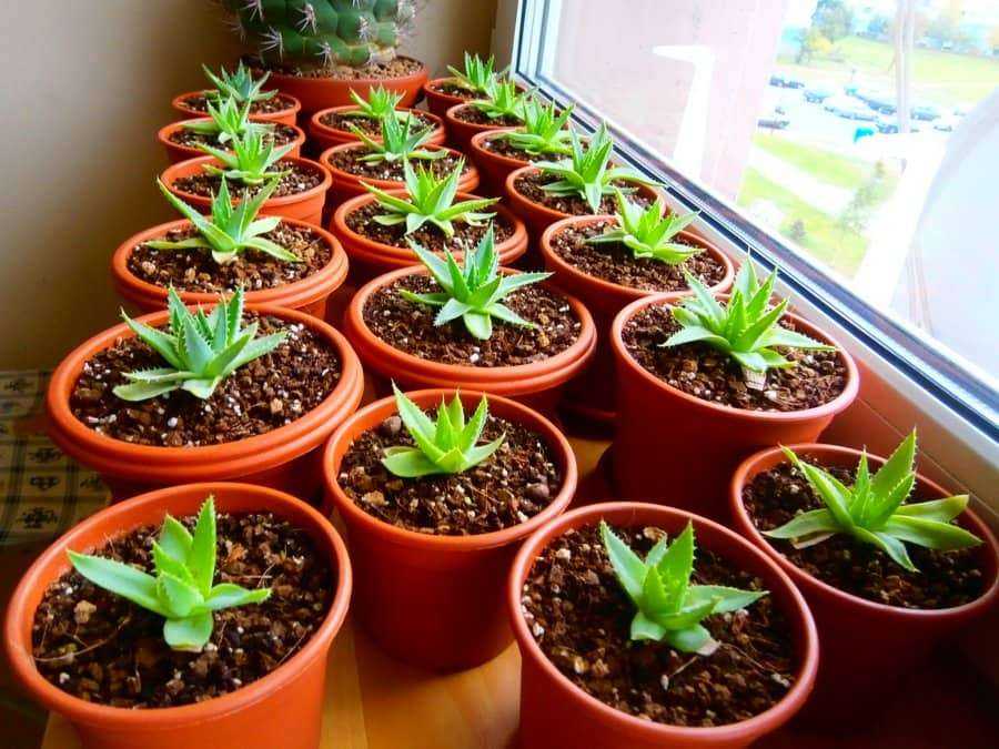 Цинерария гибридная - выращивание из семян и уход в домашних условиях