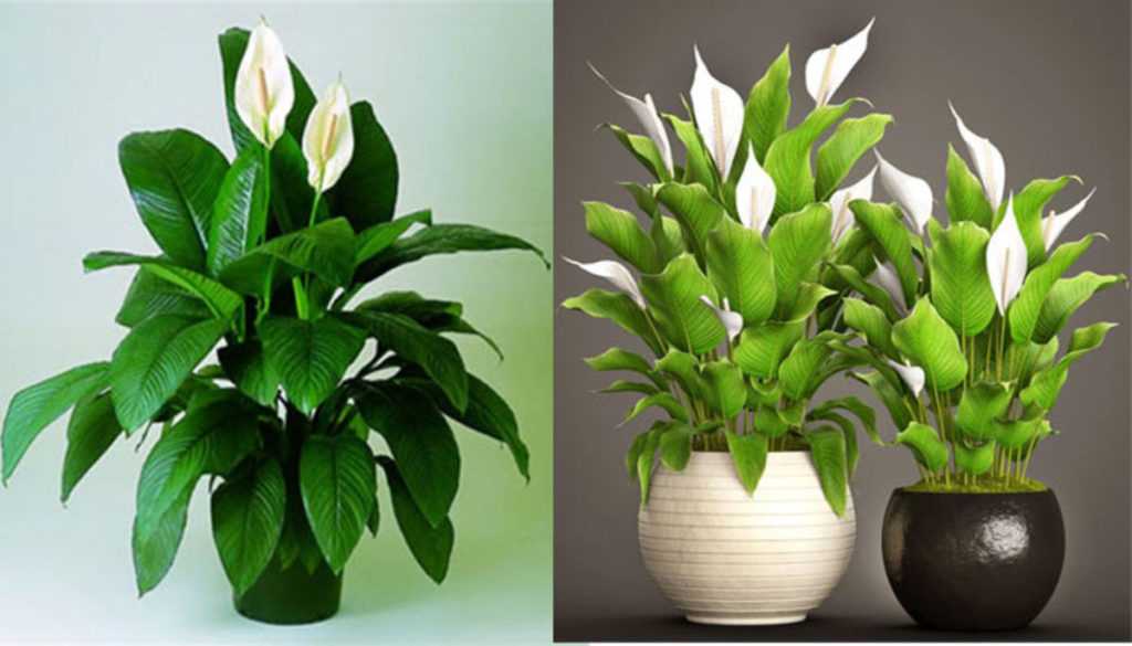 Неприхотливые комнатные растения: фото и названия, необходимый уход, особенности выращивания - sadovnikam.ru