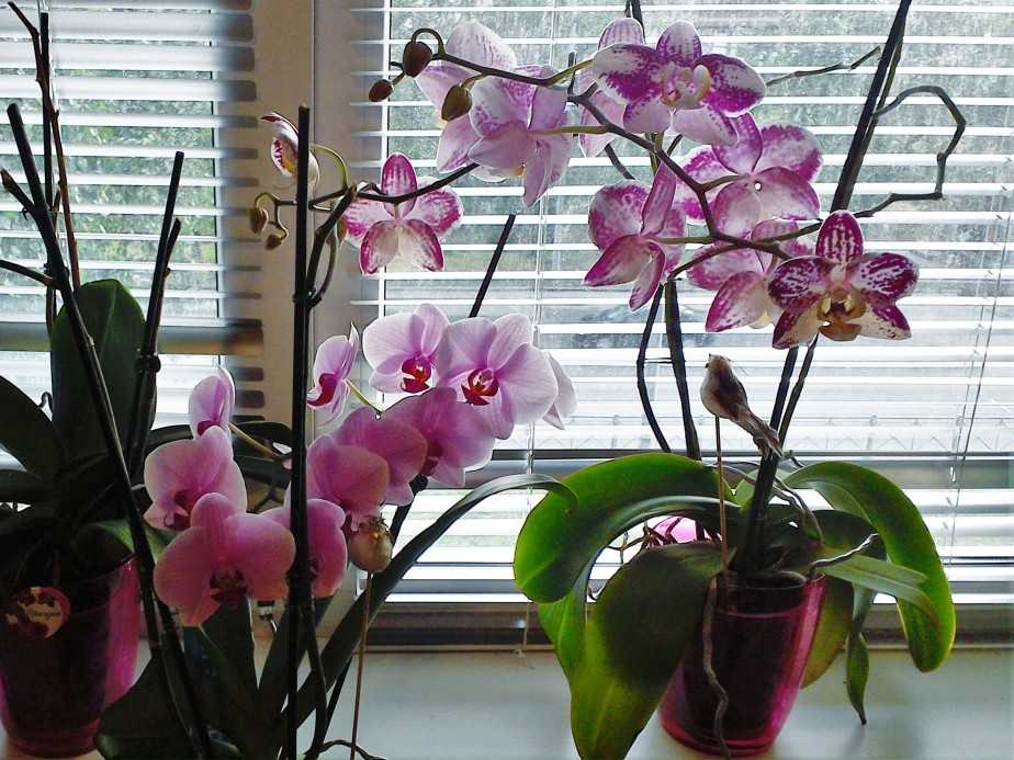 Куда поставить орхидею в квартире: где лучше ставить цветок в доме, на каком окне должно стоять растение, в какой комнате выращивать фаленопсис?