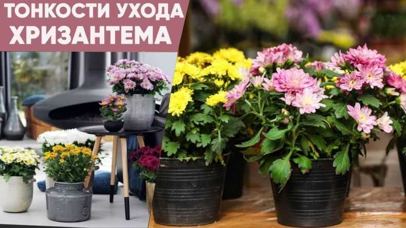 Хризантема в горшках – как ухаживать за хризантемой дома