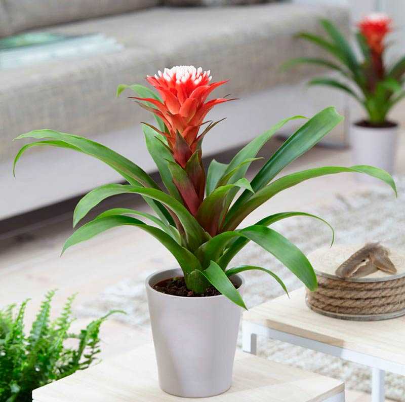 Бромелиевые комнатные растения – характерные особенности и самые популярные роды и виды. Прицветниковый ананас, цветок бромелия, гузмания и другие разновидности. Рекомендации по уходу.
