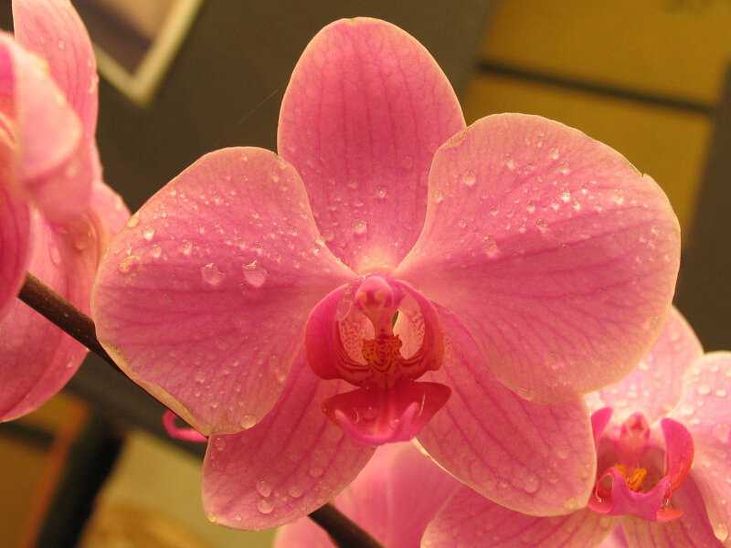 Подробное выращивание орхидеи из луковицы