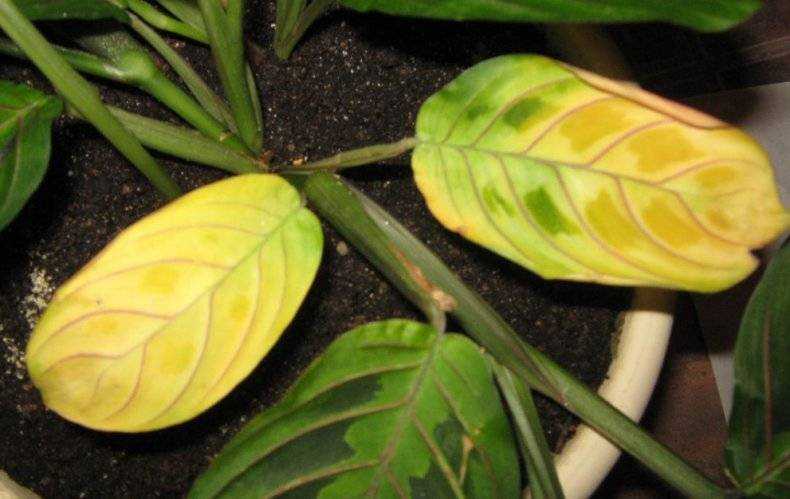 Почему желтеют листья у комнатных растений: методы борьбы