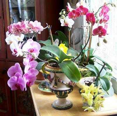 Как расположить орхидеи по фен-шуй?