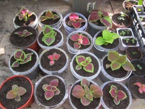 Цветок цинерария - выращивание и уход, посадка из семян в домашних условиях