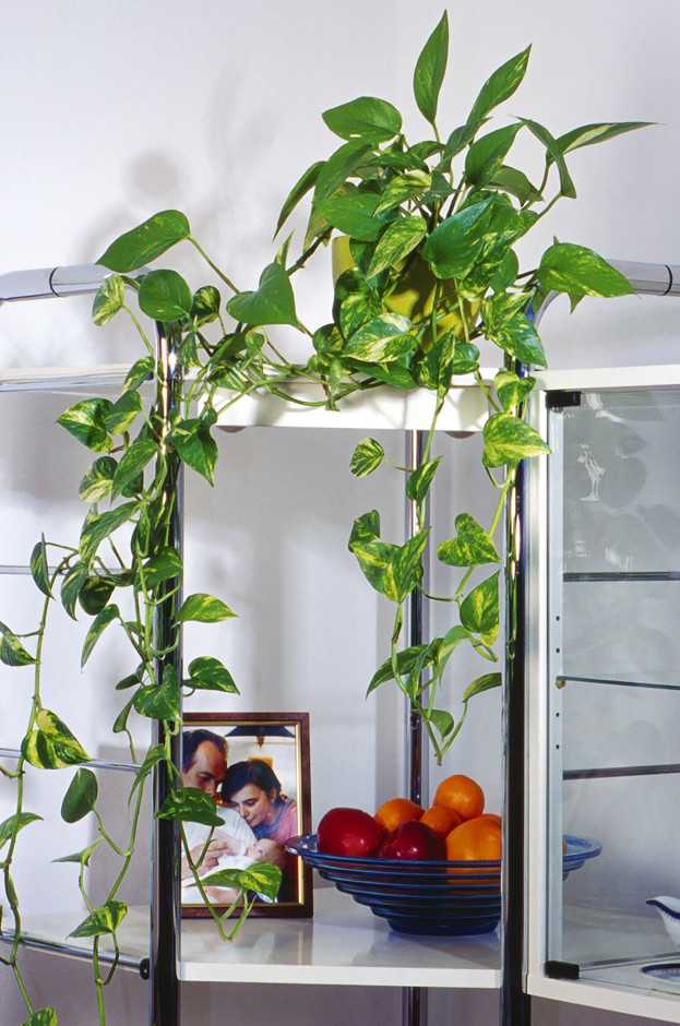 Лианы и вьющиеся растения для комнатного выращивания: названия и фото цветов