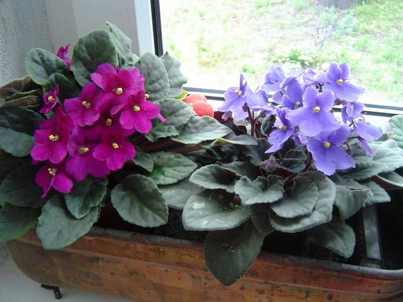 Уход за узамбарскими фиалками уход в домашних условиях: посадка, выращивание и полив сенполий с фото