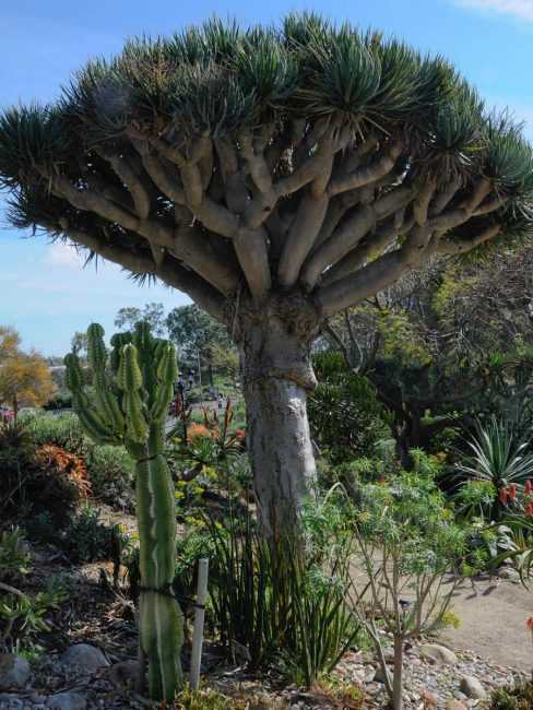 Аморфофаллус (37 фото): уход за цветком «змеиное дерево» в домашних условиях, самое большое в мире комнатное растение аморфофаллус пионолистный