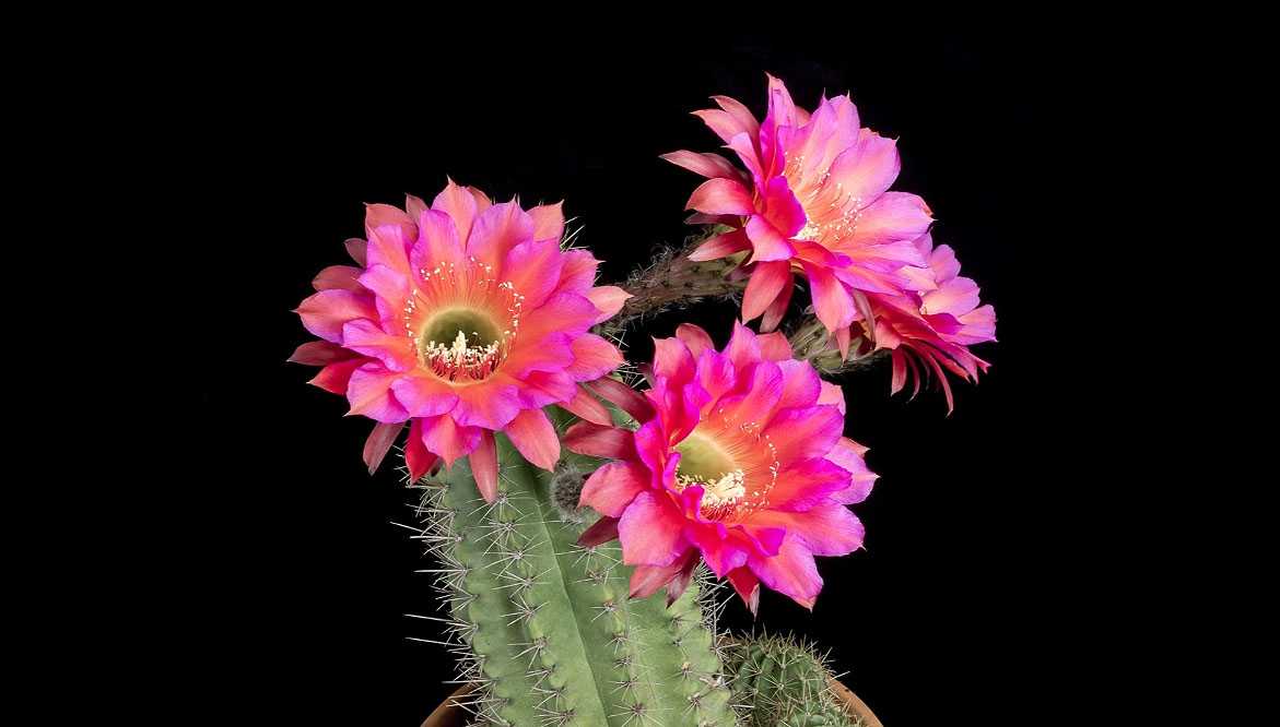 Цветение домашних кактусов – все секреты - проект "цветочки" - для цветоводов начинающих и профессионалов
