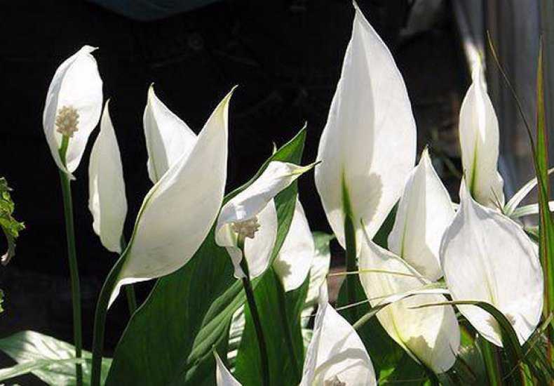 Спатифиллум: уход в домашних условиях и популярные разновидности цветка