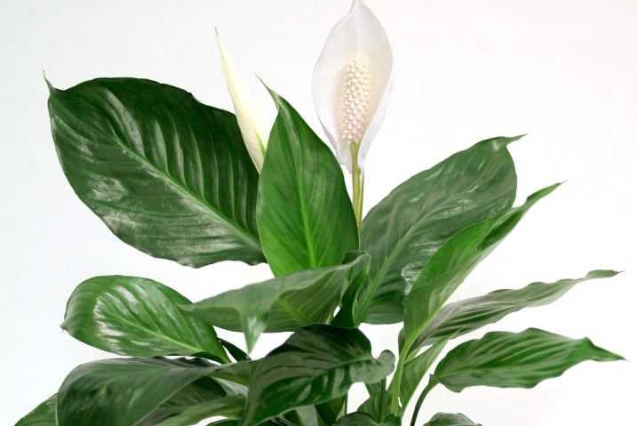 Спатифиллум (цветок женское счастье): уход в домашних условиях, приметы, почему желтеют и сохнут листья