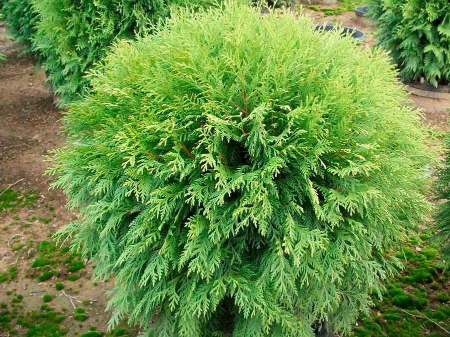 Туя западная даника (thuja occidentalis danica) – питомник растений сезоны