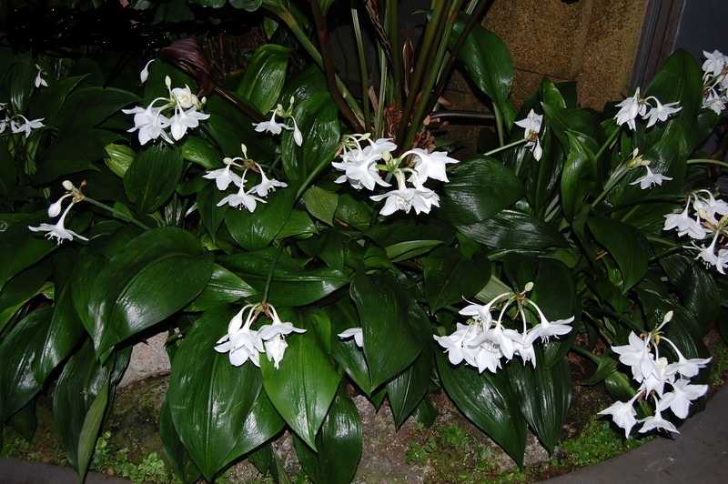 Комнатное растение с белыми прожилками на листьях