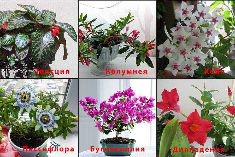 Вьющиеся комнатные растения (80 фото): виды и уход