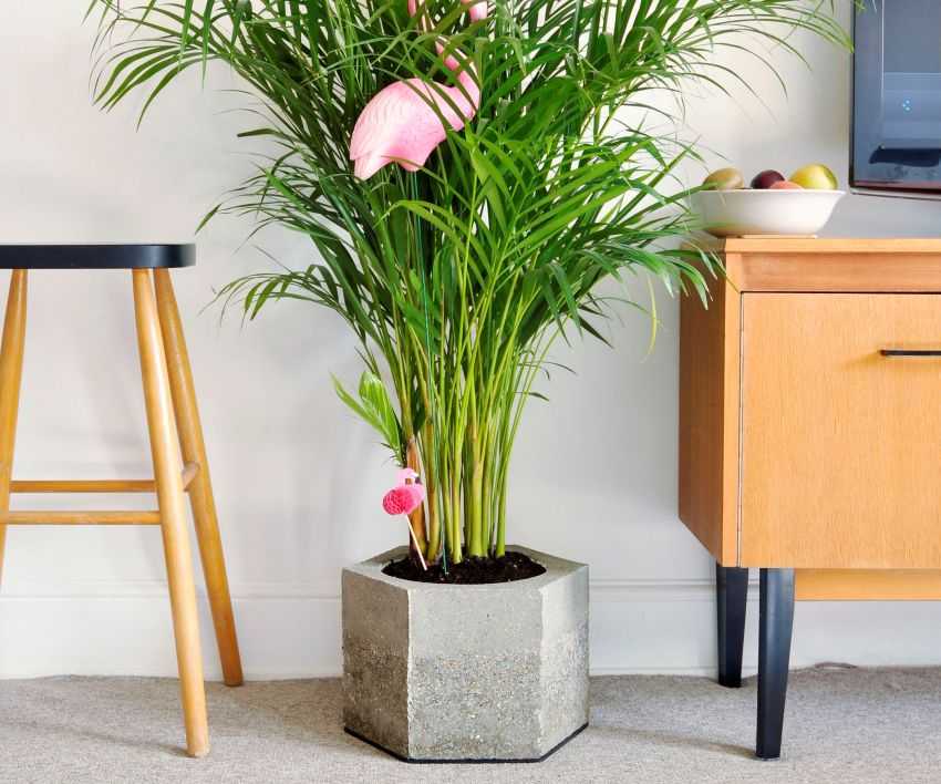 Горшки для цветов: большие, напольные, керамические для офисных и домашних растений своими руками