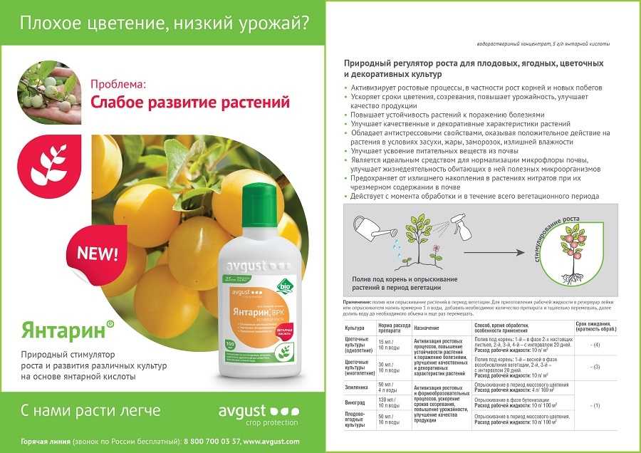 Янтарная кислота для растений: применение в таблетках для цветов, показания, как развести и поливать, дозировка, пропорции для подкормки