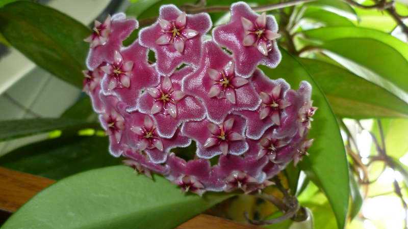 Цветок хойя белла (прекрасная): фото, уход в домашних условиях