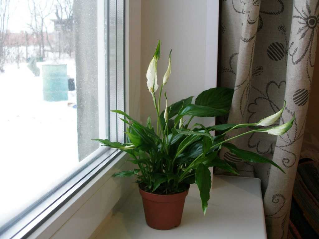 Сорт спатифиллума «сильвер купидо» — выращивание в комнате и отзывы о цветке