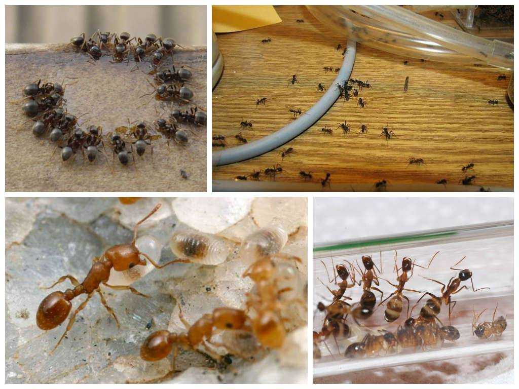 Как избавиться от муравьев на участке и в доме