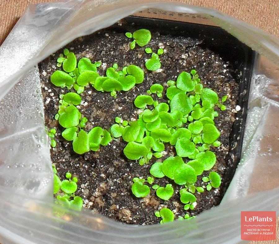 Цинерария: выращивание из семян в саду