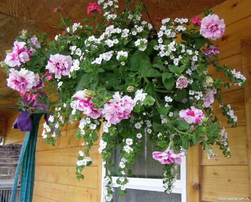 Ампельные цветы: описание, особенности выращивания и ухода, фото - sadovnikam.ru