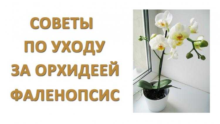 Орхидея фаленопсис: уход, цветение, пересадка и размножение.