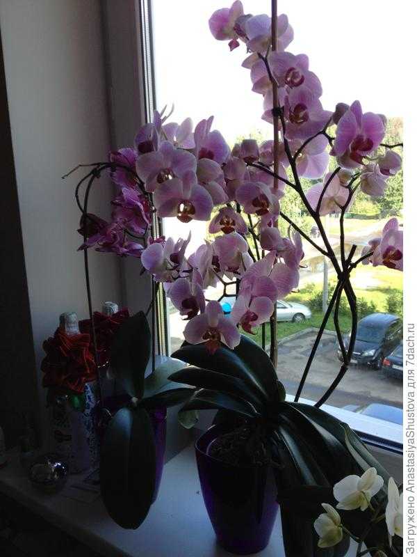 Куда поставить орхидею в квартире: какие места лучше для ее выращивания, где она должна находится возле окна, можно ли держать в кухне на холодильнике?дача эксперт