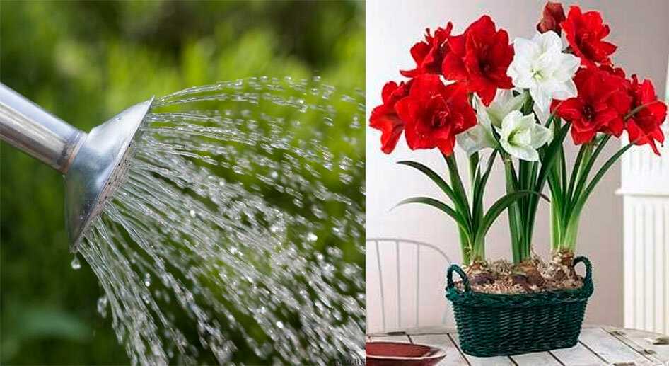 Как поливать комнатные растения во время отпуска?